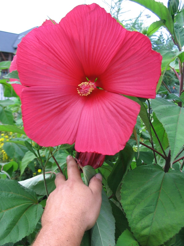 Hibiscus moscheutos (bahenný ibištek)