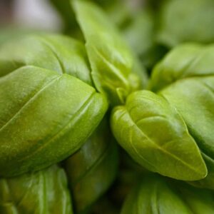 Bazalka (Ocimum basilicum)