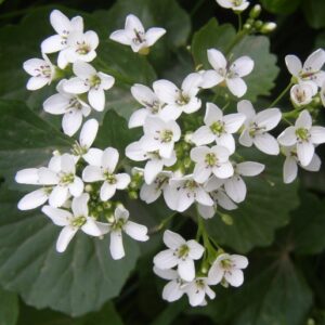 Cardamine asarifolia L. – žerucha