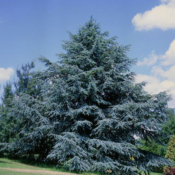 Céder atlaský (Cedrus atlantica)