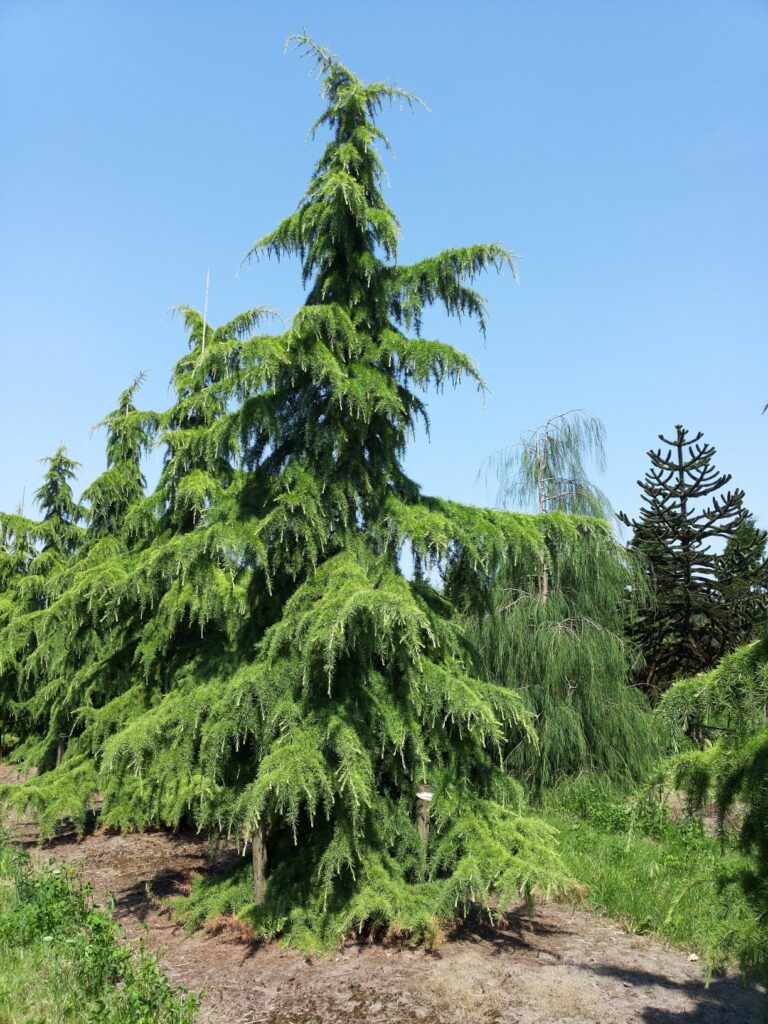 Céder himalájsky (Cedrus deodara)
