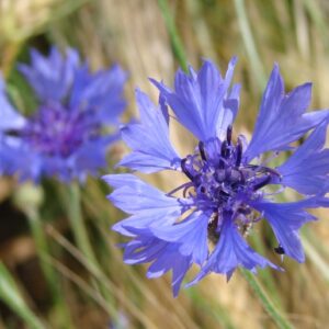 Chrpa modrá (Centaurea cyanus)