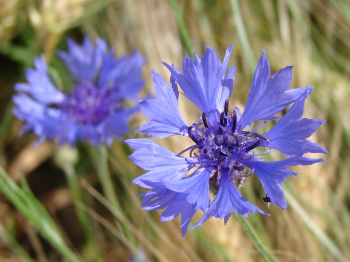 Chrpa modrá (Centaurea cyanus)