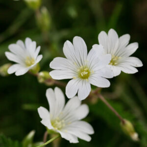 Rožec poľný (Cerastium arvense)