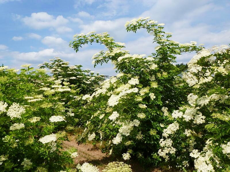 Baza čierna – Sambucus nigra