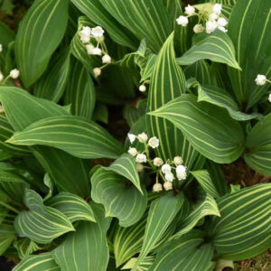 Konvalinka voňavá (Convallaria majalis)