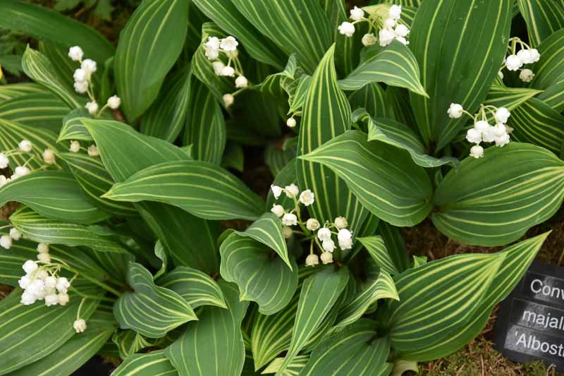 Konvalinka voňavá (Convallaria majalis)