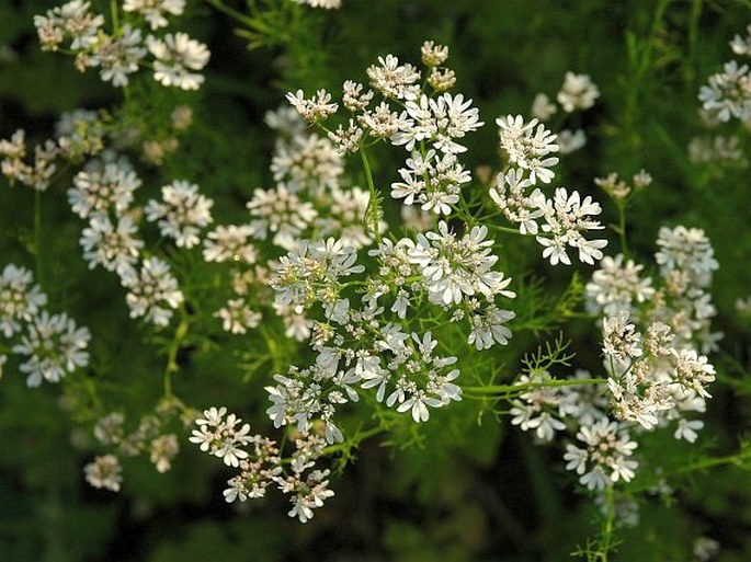 Koriander siaty (Coriandrum sativum)