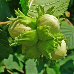 Lieska obyčajná (Corylus avellana)