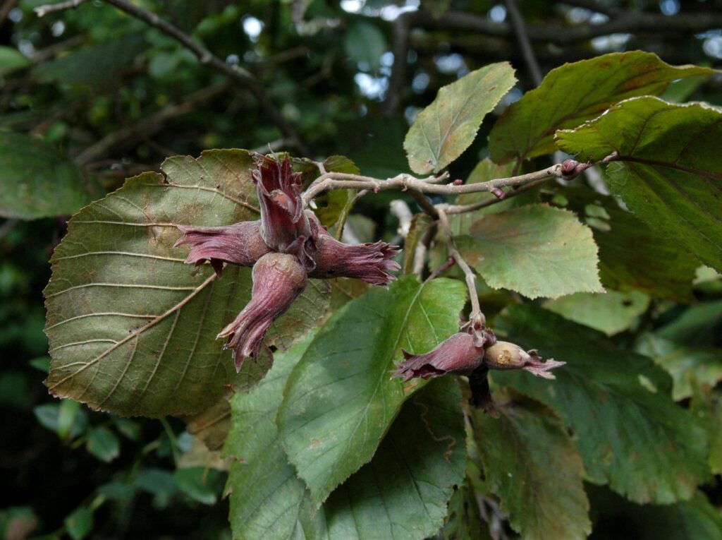 Lieska najväčšia (Corylus maxima)