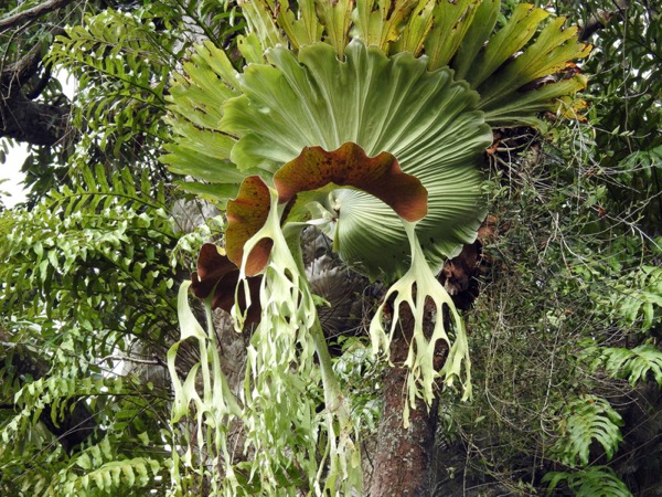 Parožnatka obrovská (Platycerium grande)