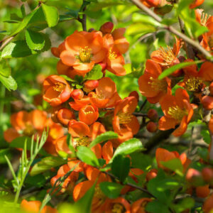 Dula nádherná (Chaenomeles × superba)