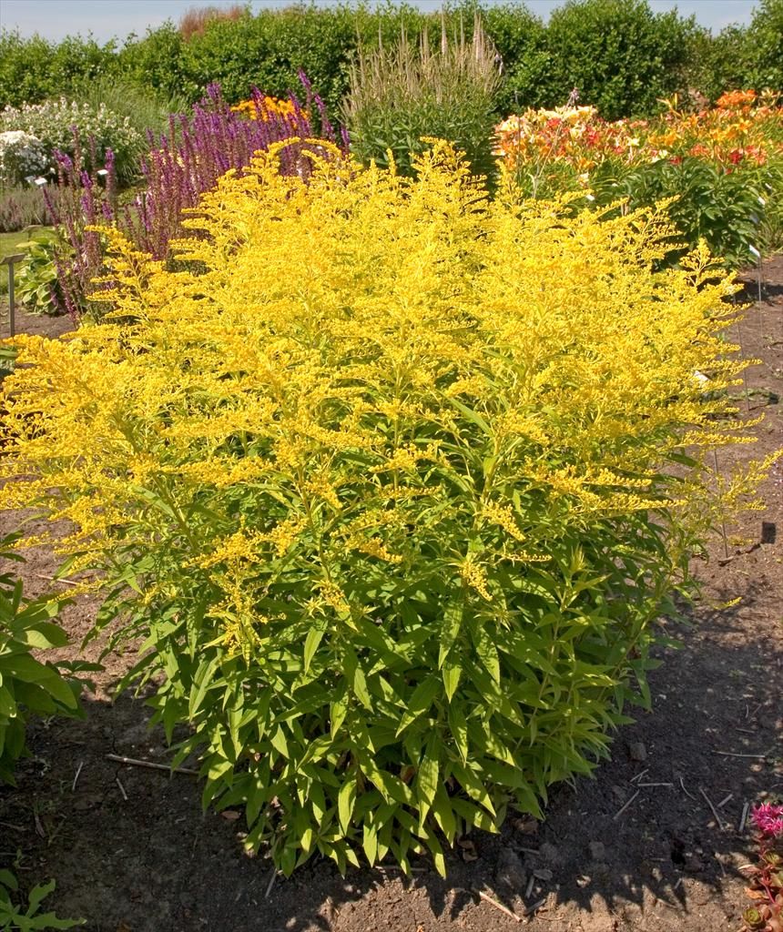 solidago goldenmosa