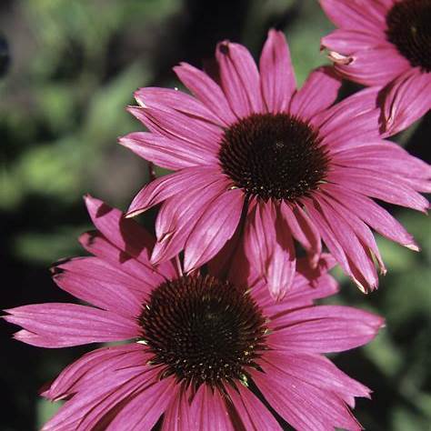 echinacea purpurová