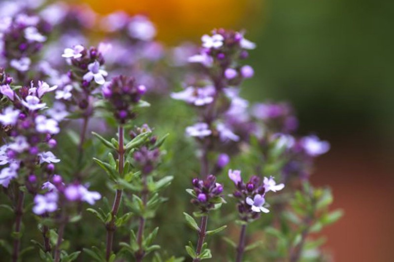 Tymián obyčajný/záhradný (Thymus vulgaris)