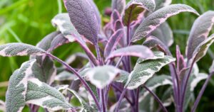 Salvia officinalis 'Tricolor'