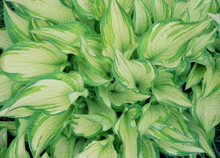 Hosta ventricosa Auremaculata