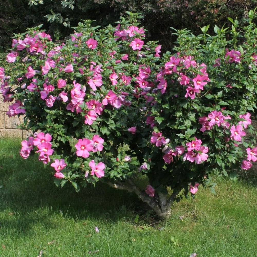 Hibiscus syriacus (ibištek sýrsky)