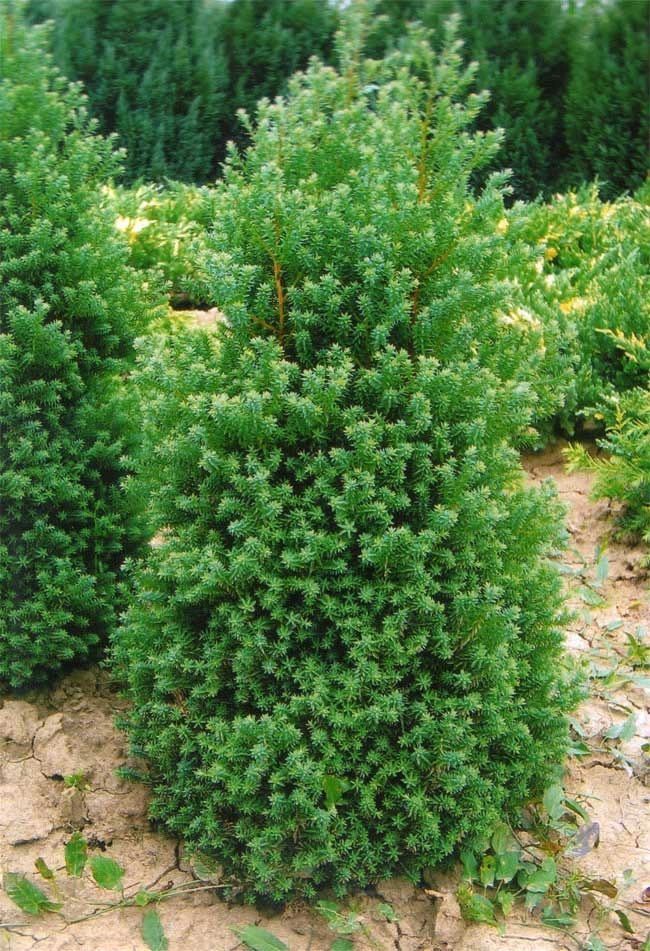 Cypruštek tujovitý (Chamaecyparis thyoides)