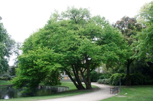 Katsura japonská (Cercidiphyllum japonicum)