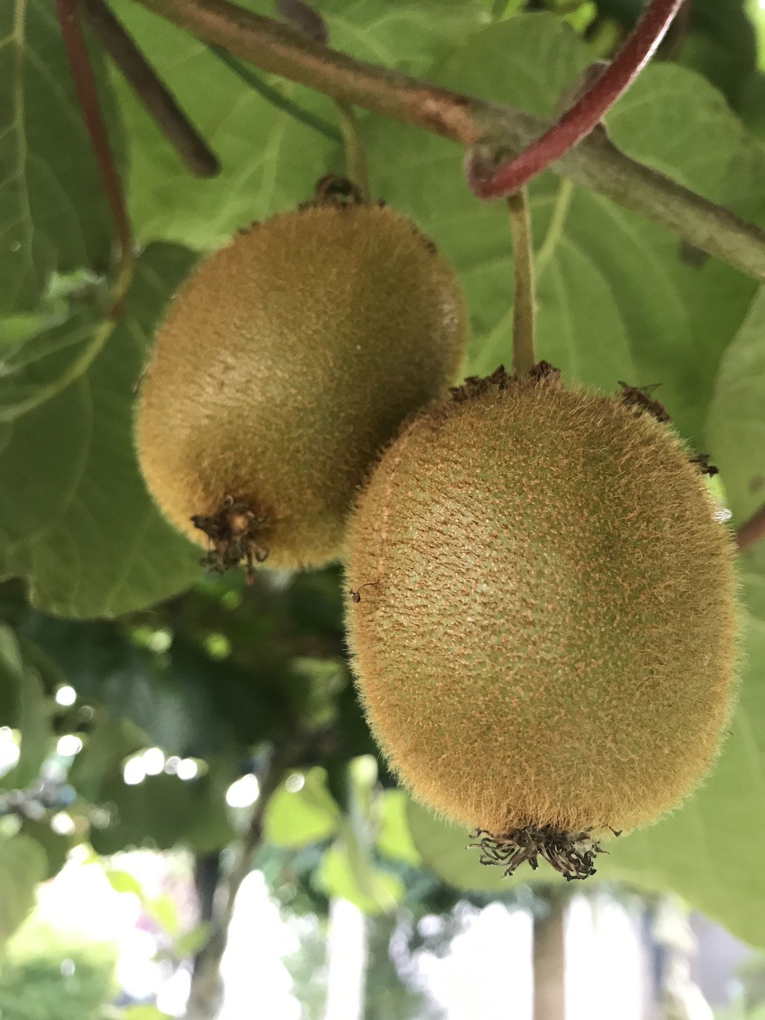 kiwi cz