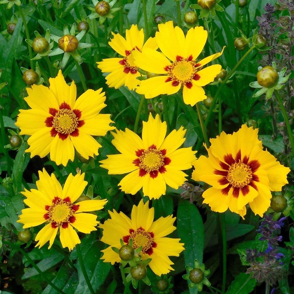 Coreopsis lanceolata