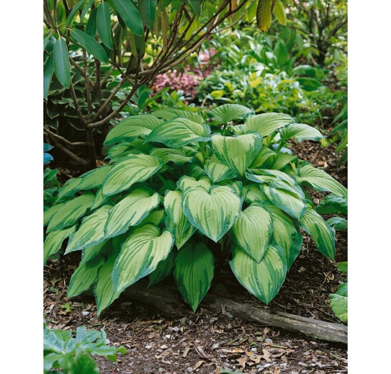 Hosta fortunei Albopicta