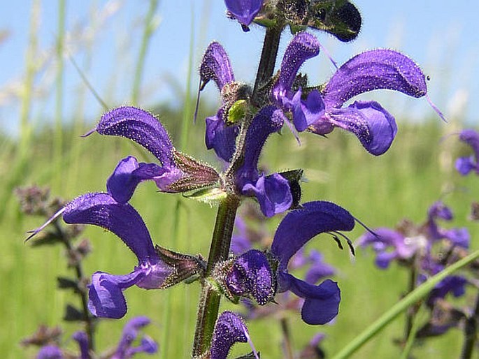 Salvia pratensis, šalvia lúčna