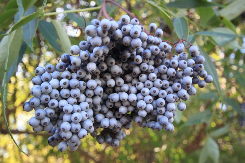Sambucus caerulea