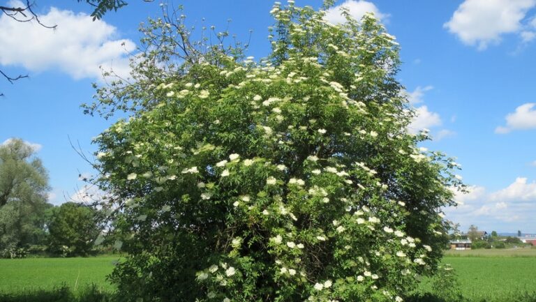 Sambucus nigra – baza čierna