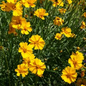 Coreopsis grandiflora 'Badengold'