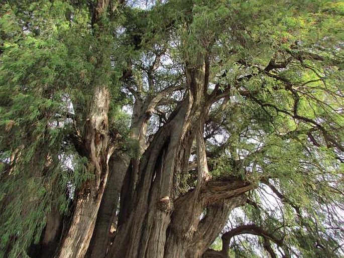 Tisovec mexický (Taxodium mucronatum)