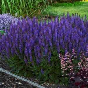 Salvia laser purple
