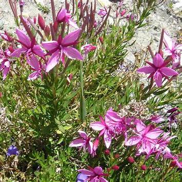 Vŕbovka Fleischerova (Epilobium fleischeri)