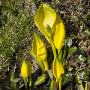 Áron škvrnitý (Arum maculatum)