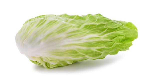 Čakanka šalátová Zuckerhut