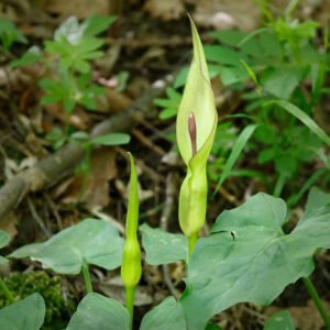 Árón východný (Arum orientale)