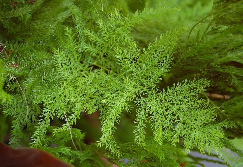 Asparagus setaceus 'Plumosus'