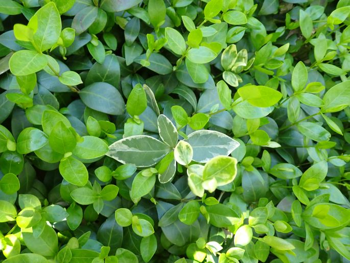 Zimozeleň menšia (Vinca minor)