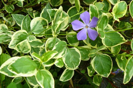 Zimozeleň väčšia (Vinca major)