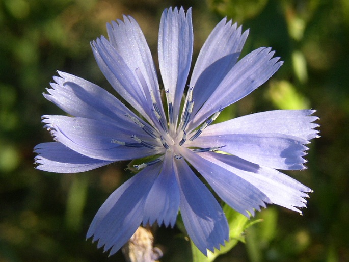 Čakanka obyčajná (Cichorium intybus)