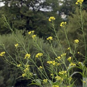Čierna horčica (Brassica nigra)
