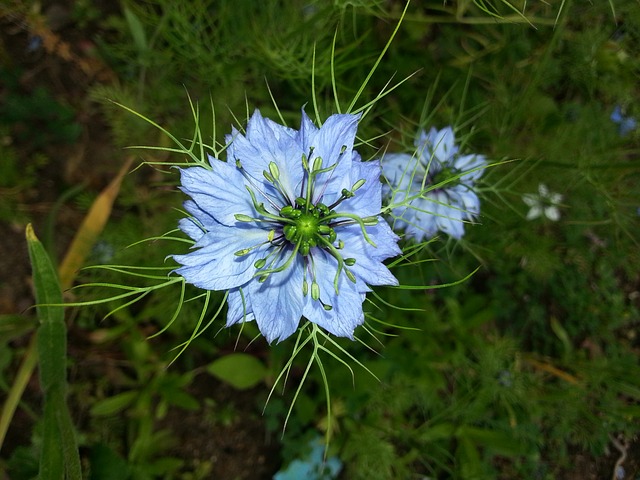 Černucha siata (Nigella sativa)