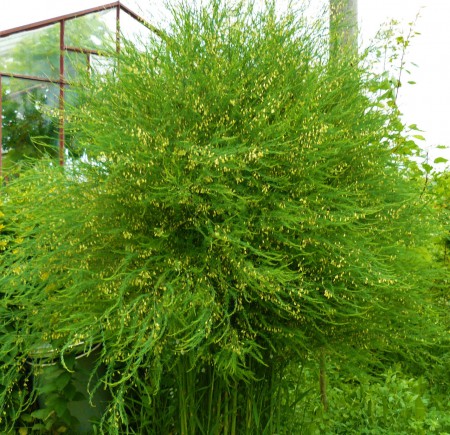 Špargľa obyčajná (Asparagus officinalis)