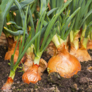 Cibuľa kuchynská (Allium cepa)