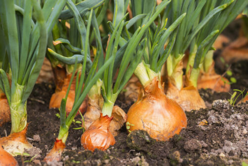 Cibuľa kuchynská (Allium cepa)
