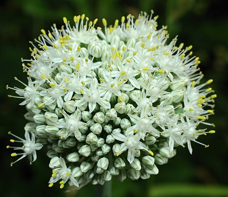 Cibuľa kuchynská (Allium cepa)