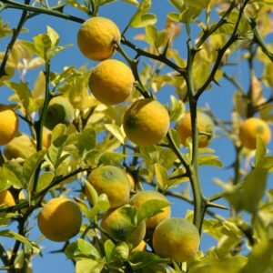 Citrónovník trojlistý (Poncirus trifoliata)