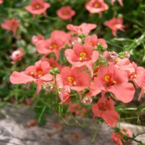 Diascia (Diascia cordata)