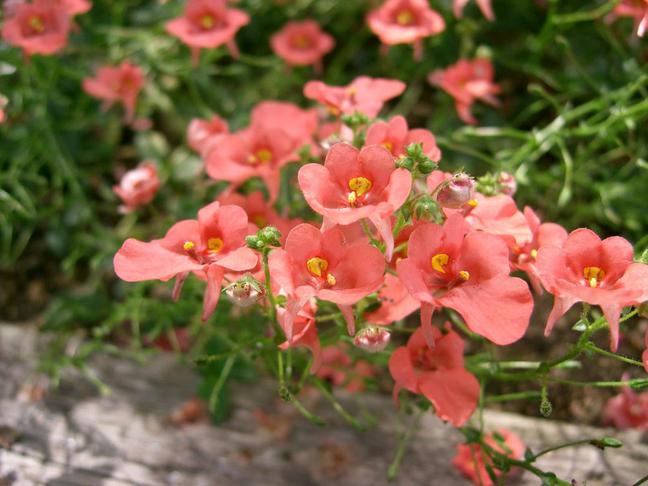 Diascia (Diascia cordata)
